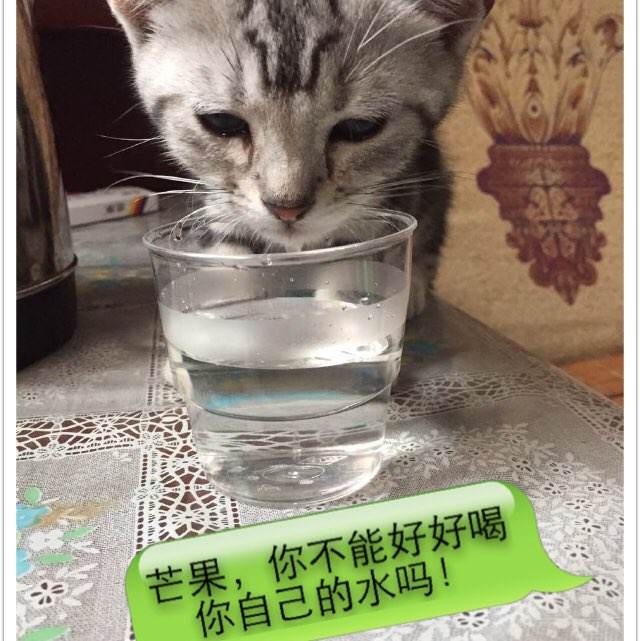 办理假北爱荷华大学文凭毕业证
